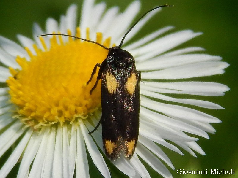 Scythris sinensis Scythrididae